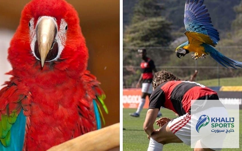 لحظات غريبة في ملاعب البرازيل: ببغاء يتسبب في توقف مباراة فلامنغو وسيارا